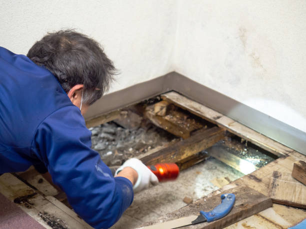 Best Attic Mold Removal  in Soh Ogden, UT