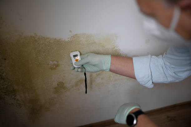 Best Professional Mold Removal  in Soh Ogden, UT