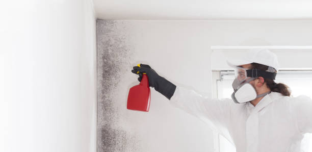 Best Mold Testing  in Soh Ogden, UT