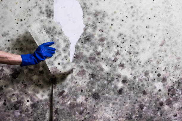 Best Mold Damage Repair  in Soh Ogden, UT